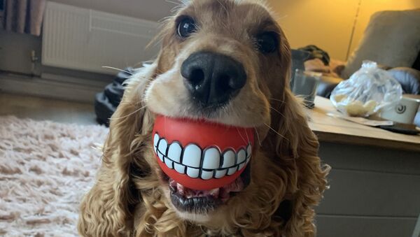 Снимок Buddy's New Teeth! британского фотографа Lianne Richards, ставший финалистом конкурса Mars Petcare Comedy Pet Photography Awards - Sputnik Литва