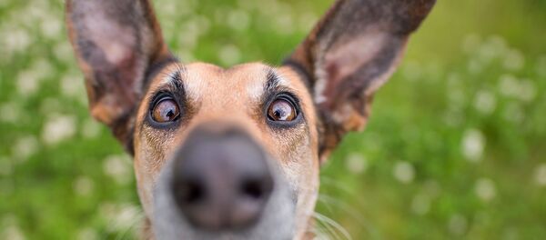 Снимок I'm down here, human! немецкого фотографа Elke Vogelsang, ставший финалистом конкурса Mars Petcare Comedy Pet Photography Awards Снимок I'm down here, human! немецкого фотографа Elke Vogelsang, ставший финалистом конкурса Mars Petcare Comedy Pet Photography Awards - Sputnik Lietuva