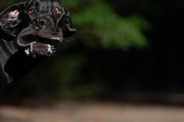 Снимок Shocked mastiff немецкого фотографа Annett Mirsberger, ставший финалистом конкурса Mars Petcare Comedy Pet Photography Awards  - Sputnik Lietuva