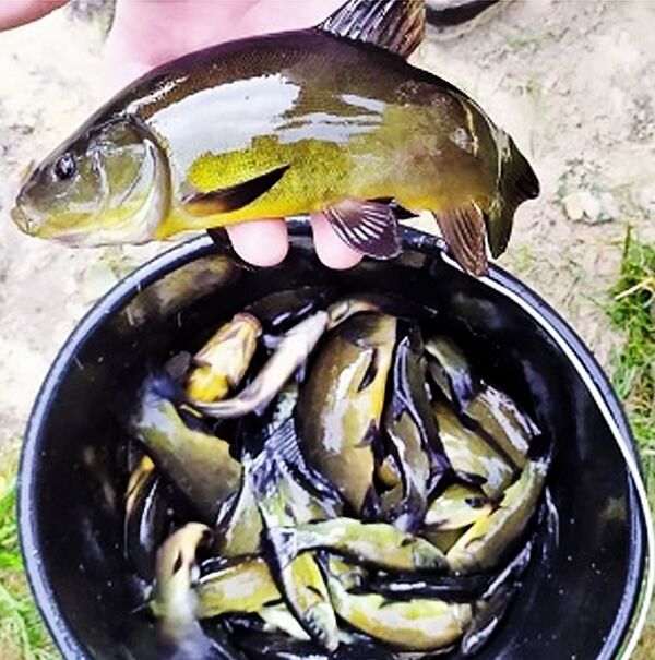 Žuvininkystės tarnyba į ežerus paleido 25 tūkstančius lynų Žuvininkystės tarnyba į ežerus paleido 25 tūkstančius lynų - Sputnik Lietuva