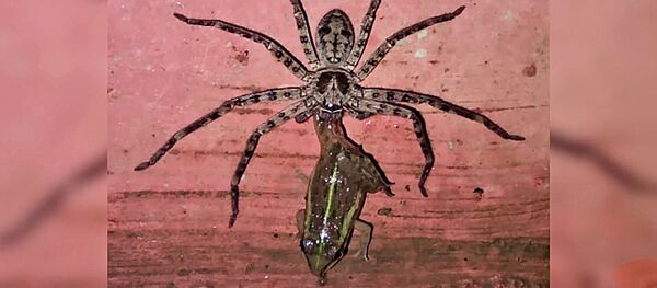 Гигантский крабовый паук съел лягушку и попал на видео Гигантский крабовый паук съел лягушку и попал на видео - Sputnik Lietuva