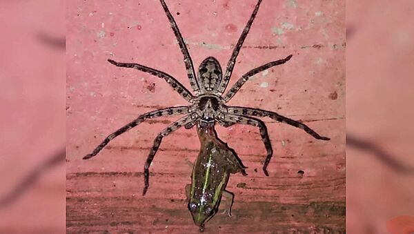 Гигантский крабовый паук съел лягушку и попал на видео - Sputnik Lietuva