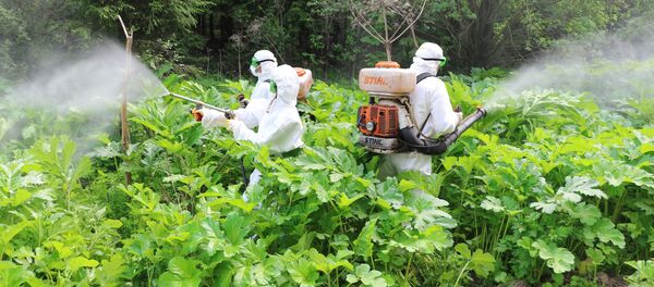 Barščių naikinimas Rusijoje Barščių naikinimas Rusijoje - Sputnik Lietuva