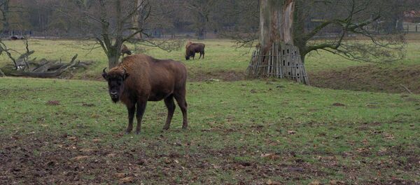 Зубры Зубры - Sputnik Lietuva