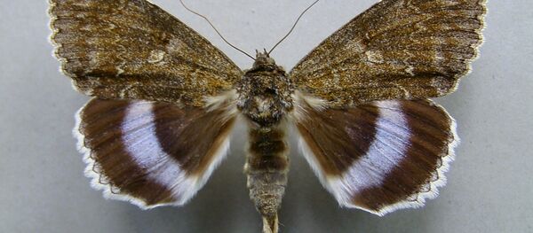 Mėlynsparnė peteliškė Mėlynsparnė peteliškė - Sputnik Lietuva