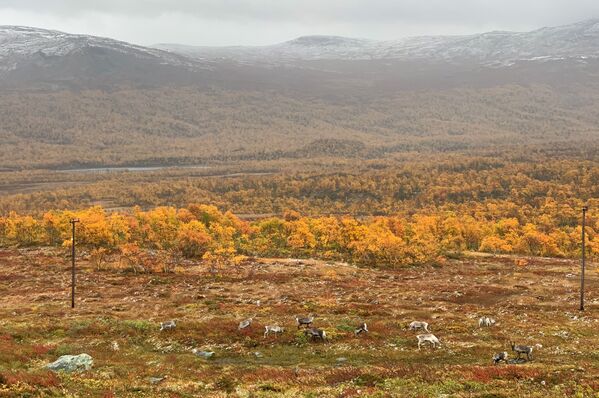 Олени пасутся среди осенних красок в горах Швеции  - Sputnik Lietuva