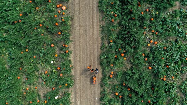 Сбор тыкв на семейной ферме Харбес в Мэттитаке, штат Нью-Йорк - Sputnik Lietuva