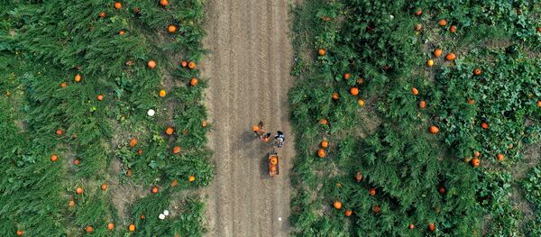 Сбор тыкв на семейной ферме Харбес в Мэттитаке, штат Нью-Йорк Сбор тыкв на семейной ферме Харбес в Мэттитаке, штат Нью-Йорк - Sputnik Lietuva