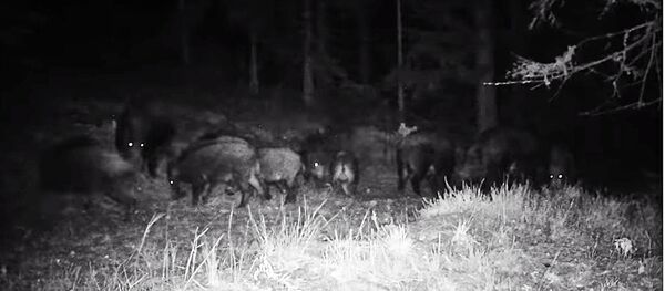 Стадо кабанов попало на видео Стадо кабанов попало на видео - Sputnik Литва