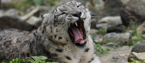 Снежный барс - Sputnik Lietuva