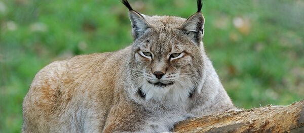 Рысь Рысь - Sputnik Литва