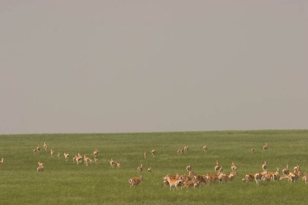 Nuo svajonės iki veiksmo: kaip Rusijoje išsaugomos retos gyvūnų rūšys - Sputnik Lietuva