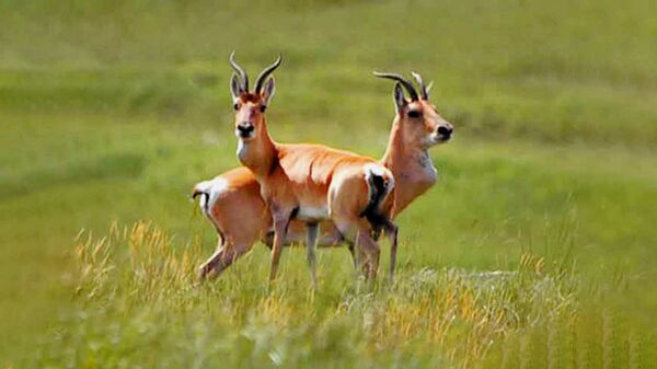 Nuo svajonės iki veiksmo: kaip Rusijoje išsaugomos retos gyvūnų rūšys - Sputnik Lietuva