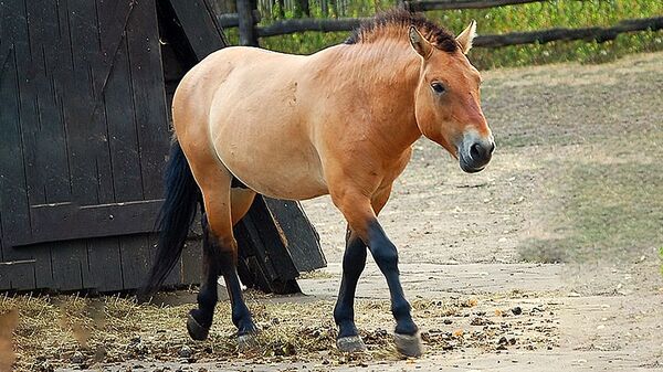 Nuo svajonės iki veiksmo: kaip Rusijoje išsaugomos retos gyvūnų rūšys - Sputnik Lietuva