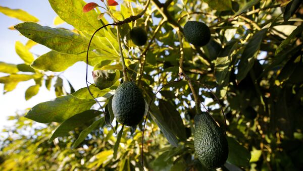 Плоды авокадо на плантации компании Trops недалеко от Тавиры, Португалия - Sputnik Литва
