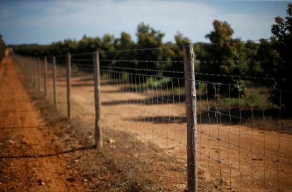 Огороженная забором с колючей проволокой плантация авокадо в регионе Алгарве в Португалии - Sputnik Lietuva