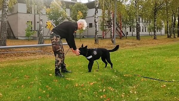 Kaip vyksta šunų paruošimas tarnybai Lietuvos pasienyje — video - Sputnik Lietuva