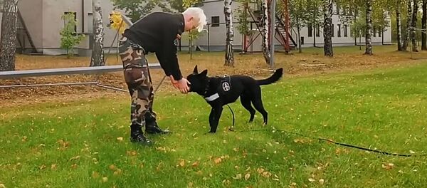 Kaip vyksta šunų paruošimas tarnybai Lietuvos pasienyje — video - Sputnik Lietuva