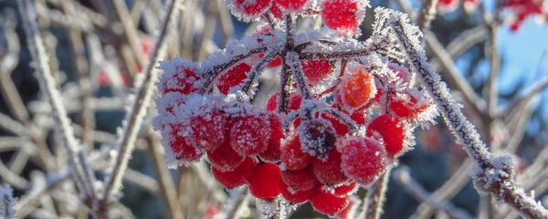 Ягоды на кусте в инее - Sputnik Литва