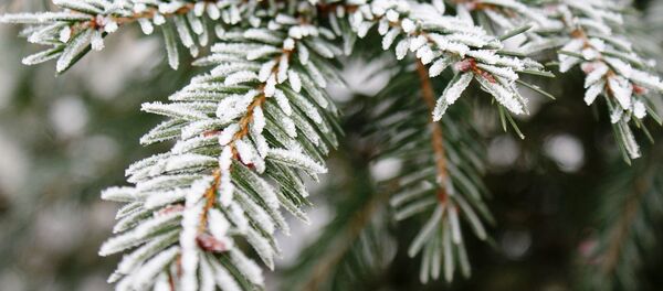 Ветки ели в инее Ветки ели в инее - Sputnik Литва