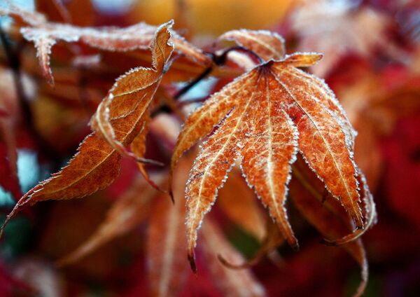 Spalio 18 dienos horoskopas visiems zodiako ženklams - Sputnik Lietuva