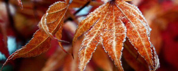 Осенние листья в инее - Sputnik Литва