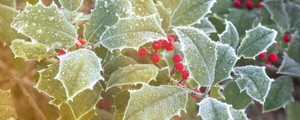 Куст в инее Куст в инее - Sputnik Литва