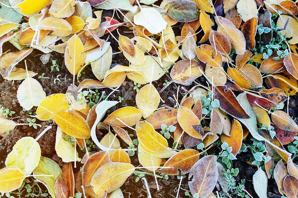 Spalio 18 dienos horoskopas visiems zodiako ženklams - Sputnik Lietuva