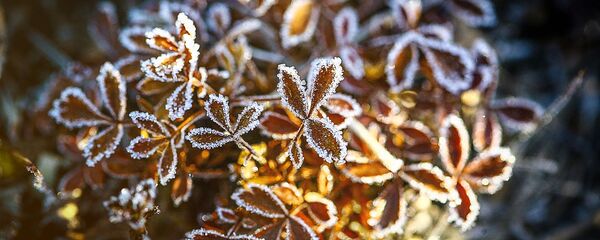 Листья на ветке в инее - Sputnik Литва