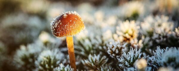 Гриб в инее Гриб в инее - Sputnik Литва