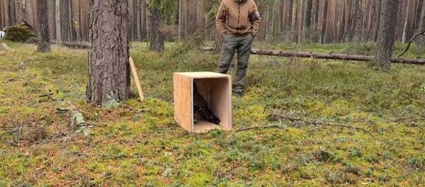 В заповеднике отпустили на волю глухарей - Sputnik Литва