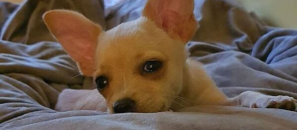 Čihuahua šuniukas vardu Raja Čihuahua šuniukas vardu Raja - Sputnik Lietuva