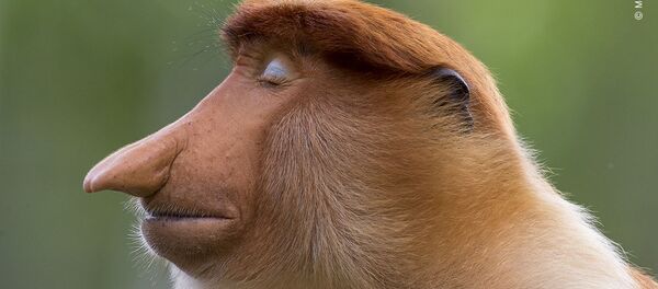 Снимок The pose датского фотографа Mogens Trolle, ставший победителей в категории Animal Portraits конкурса Wildlife Photographer of the Year 56 Снимок The pose датского фотографа Mogens Trolle, ставший победителей в категории Animal Portraits конкурса Wildlife Photographer of the Year 56 - Sputnik Lietuva