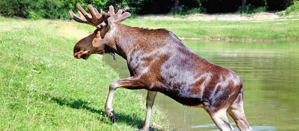 Briedis Briedis - Sputnik Lietuva