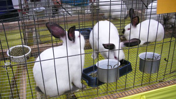 Кролики в клетке - Sputnik Литва