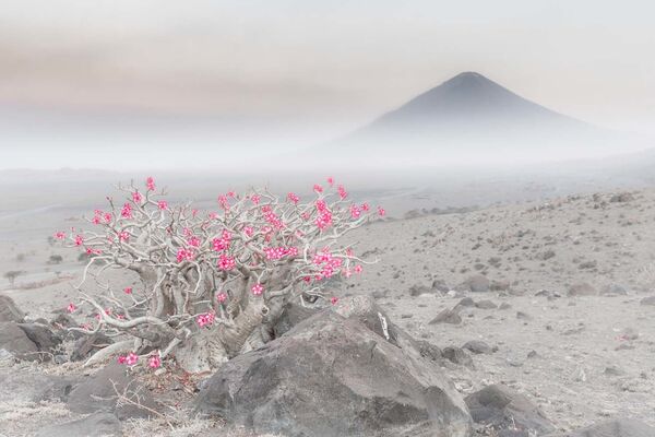 Снимок Blooming desert итальянского фотографа Marco Gaiotti , ставший победителем в категории Plants and Fungi конкурса European Wildlife Photographer of the Year 2020 - Sputnik Lietuva