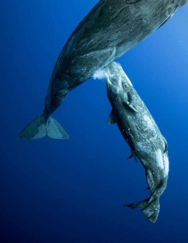 Снимок Whale milk российского фотографа Mike Korostelev, ставший победителем в категории  The Underwater World конкурса European Wildlife Photographer of the Year 2020 - Sputnik Lietuva