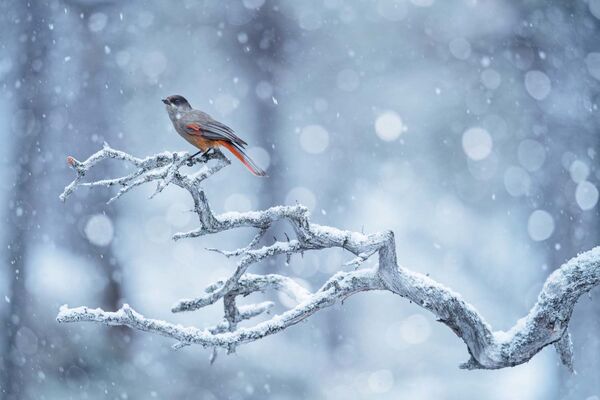 Снимок A flurry of snow немецкого фотографа Florian Smit, ставший победителем в категории Fritz Pölking Junior Prize конкурса European Wildlife Photographer of the Year 2020 - Sputnik Lietuva