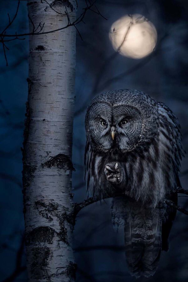 Снимок Night Hunter шведского фотографа Jonas Classon, высоко оцененный в категории Birds конкурса European Wildlife Photographer of the Year 2020 - Sputnik Lietuva