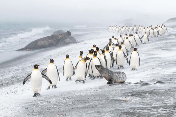 Снимок Penguin defence британского фотографа Ben Cranke , ставший победителем в категории Birds конкурса European Wildlife Photographer of the Year 2020 - Sputnik Lietuva