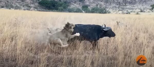 Buivolas, gelbėdamasis nuo liūtų gaujos, rėžėsi į džipą su turistais Buivolas, gelbėdamasis nuo liūtų gaujos, rėžėsi į džipą su turistais - Sputnik Lietuva