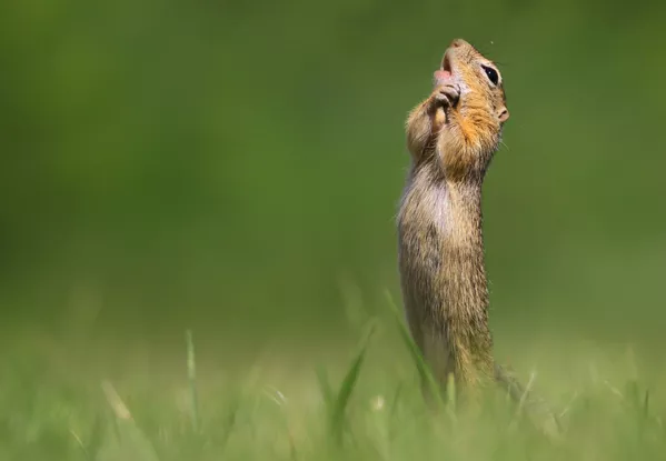 Финалисты премии Comedy Wildlife Photography Awards 2020 Финалисты премии Comedy Wildlife Photography Awards 2020 - Sputnik Lietuva