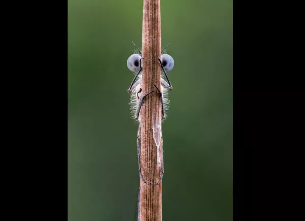 Финалисты премии Comedy Wildlife Photography Awards 2020 Финалисты премии Comedy Wildlife Photography Awards 2020 - Sputnik Lietuva