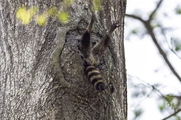 Финалисты премии Comedy Wildlife Photography Awards 2020 Финалисты премии Comedy Wildlife Photography Awards 2020 - Sputnik Lietuva