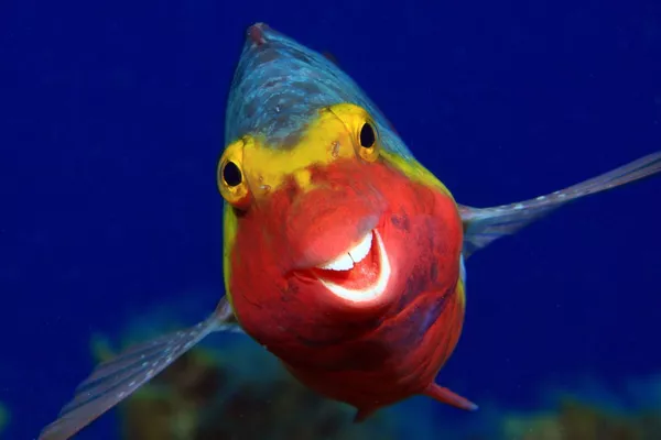 Финалисты премии Comedy Wildlife Photography Awards 2020 Финалисты премии Comedy Wildlife Photography Awards 2020 - Sputnik Lietuva