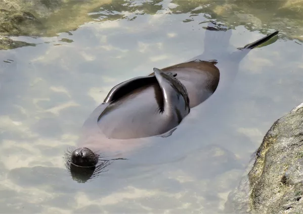 Финалисты премии Comedy Wildlife Photography Awards 2020 Финалисты премии Comedy Wildlife Photography Awards 2020 - Sputnik Lietuva