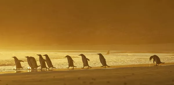 Финалисты премии Comedy Wildlife Photography Awards 2020 Финалисты премии Comedy Wildlife Photography Awards 2020 - Sputnik Lietuva