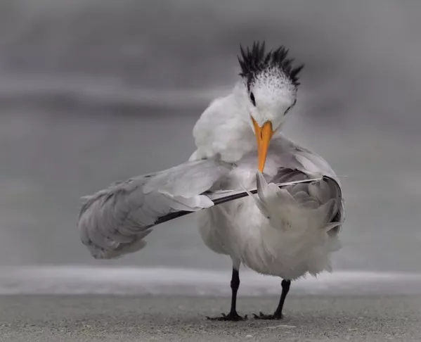 Финалисты премии Comedy Wildlife Photography Awards 2020 Финалисты премии Comedy Wildlife Photography Awards 2020 - Sputnik Lietuva
