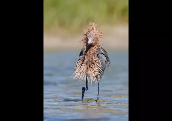 Финалисты премии Comedy Wildlife Photography Awards 2020 Финалисты премии Comedy Wildlife Photography Awards 2020 - Sputnik Lietuva