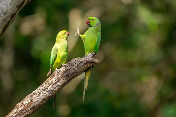 Финалисты премии Comedy Wildlife Photography Awards 2020 Финалисты премии Comedy Wildlife Photography Awards 2020 - Sputnik Lietuva